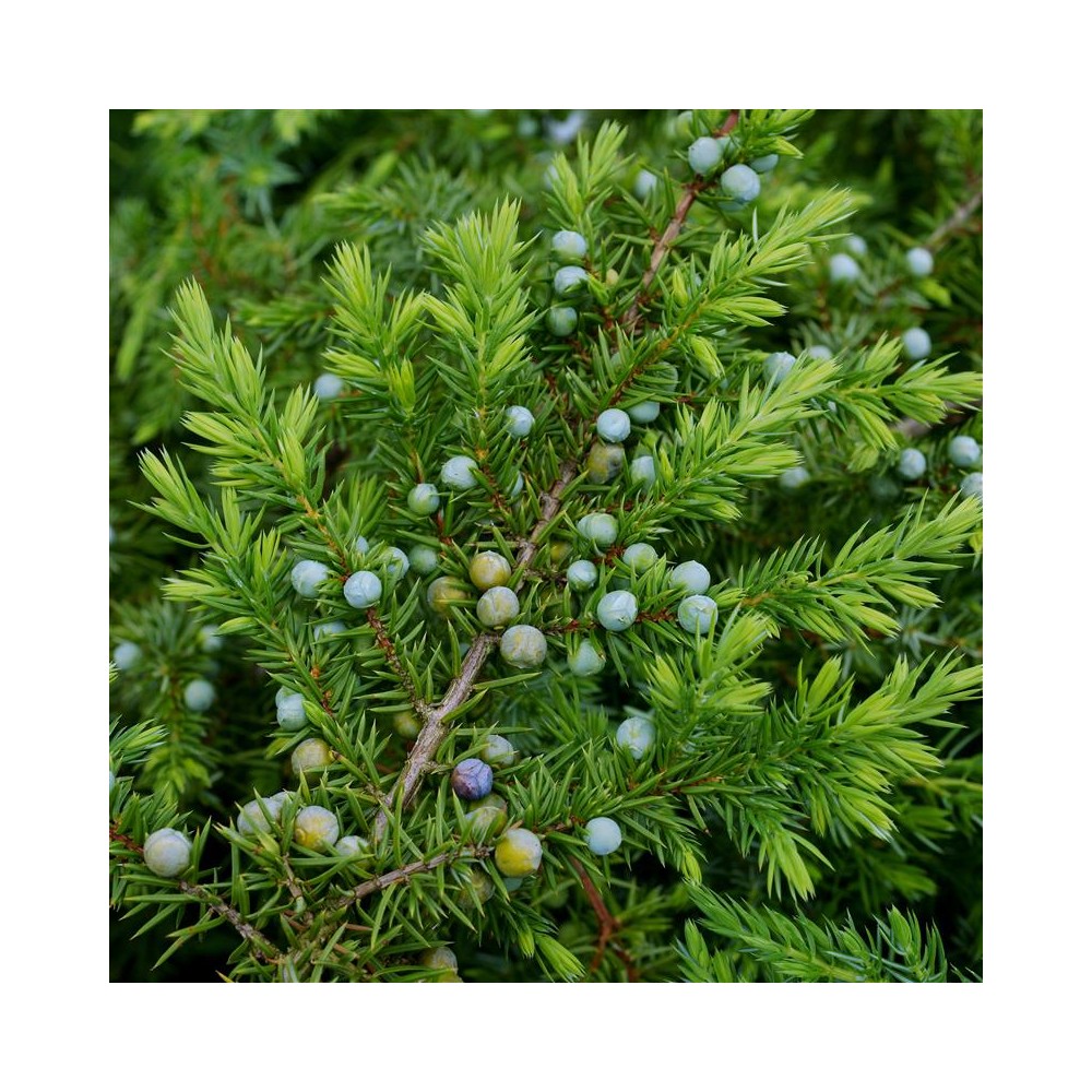 JUNIPERUS conferta Schlager