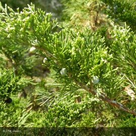 JUNIPERUS sabina Tamariscifolia