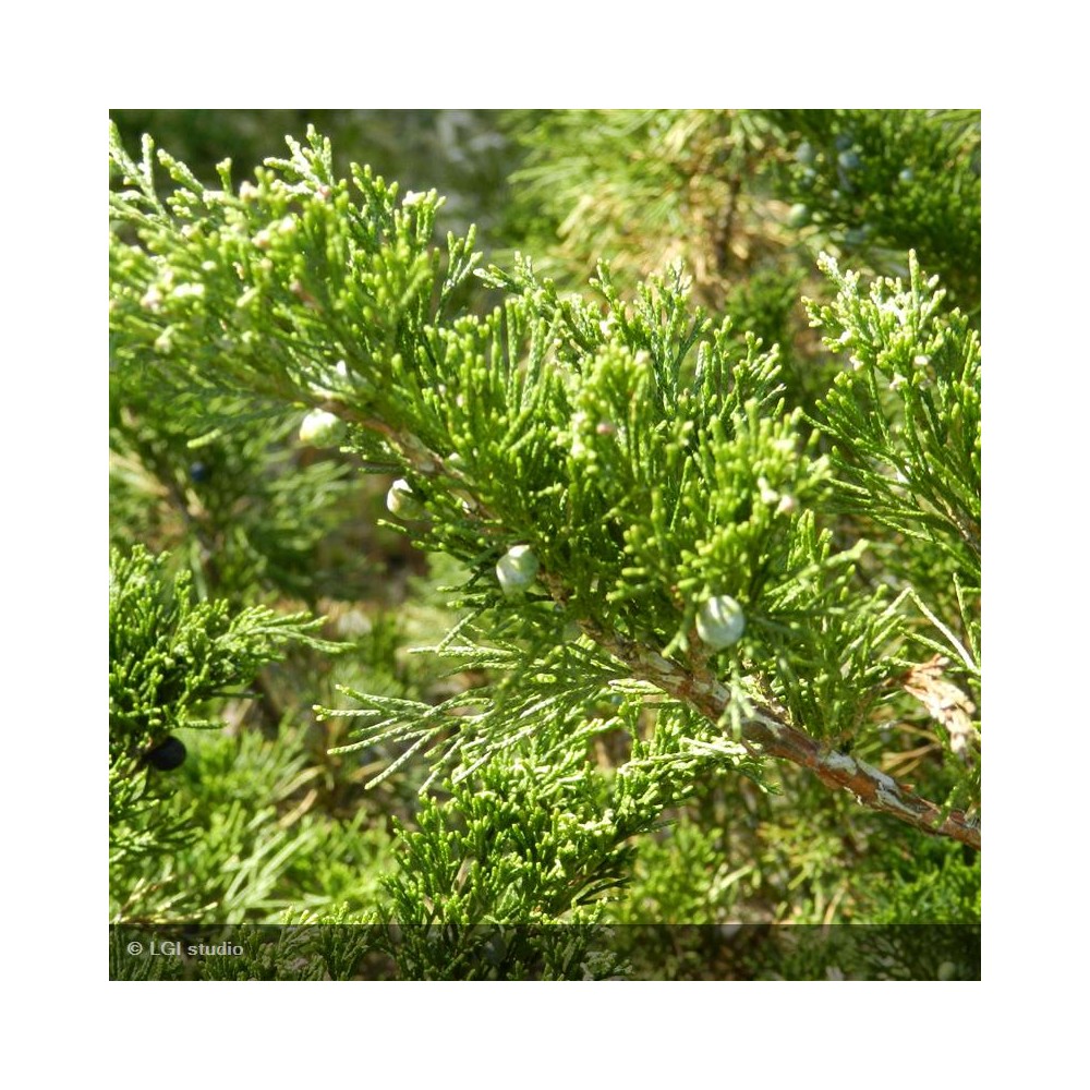 JUNIPERUS sabina Tamariscifolia
