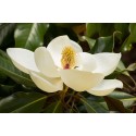 MAGNOLIA grandiflora Le Nantais