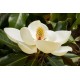 MAGNOLIA grandiflora Le Nantais