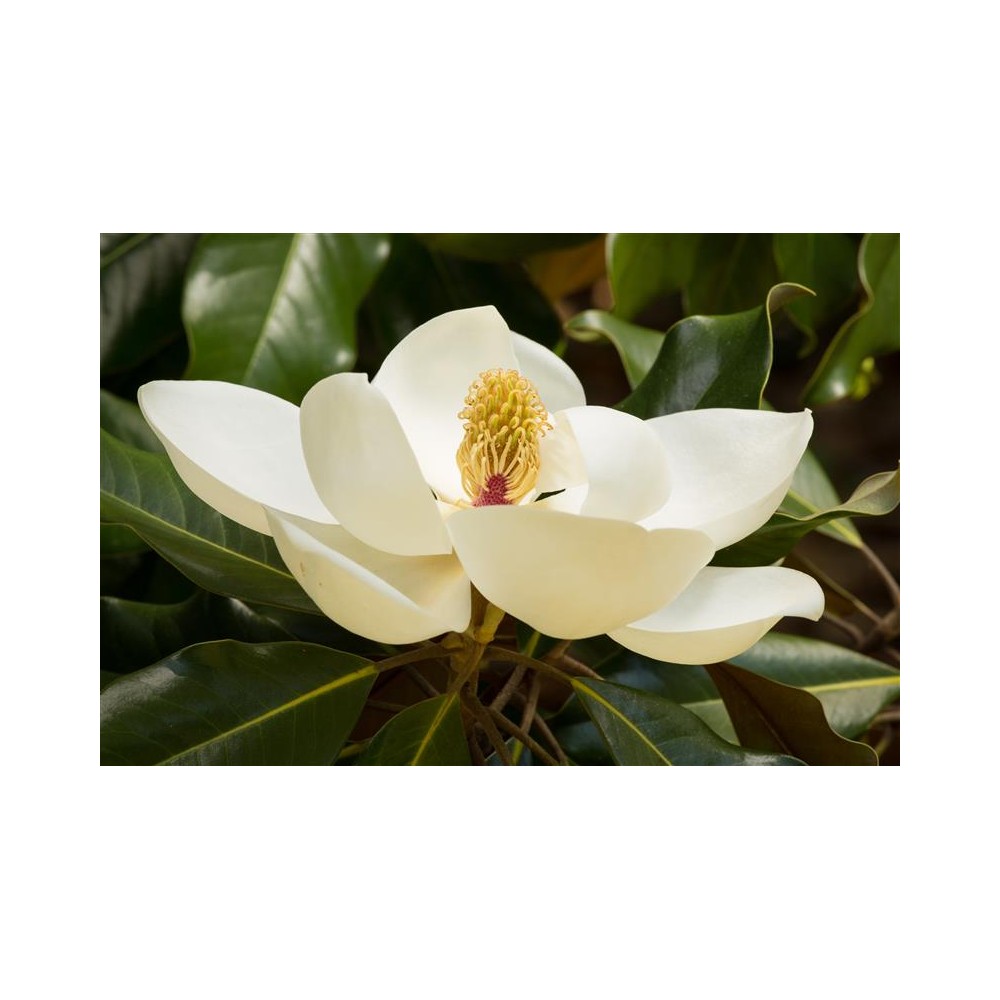 MAGNOLIA grandiflora Le Nantais