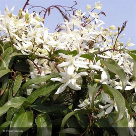 CLEMATIS armandii Snowdrift