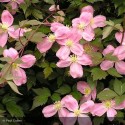 CLEMATIS montana Tetrarose