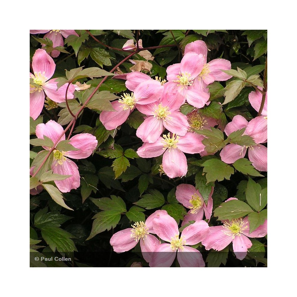 CLEMATIS montana Tetrarose