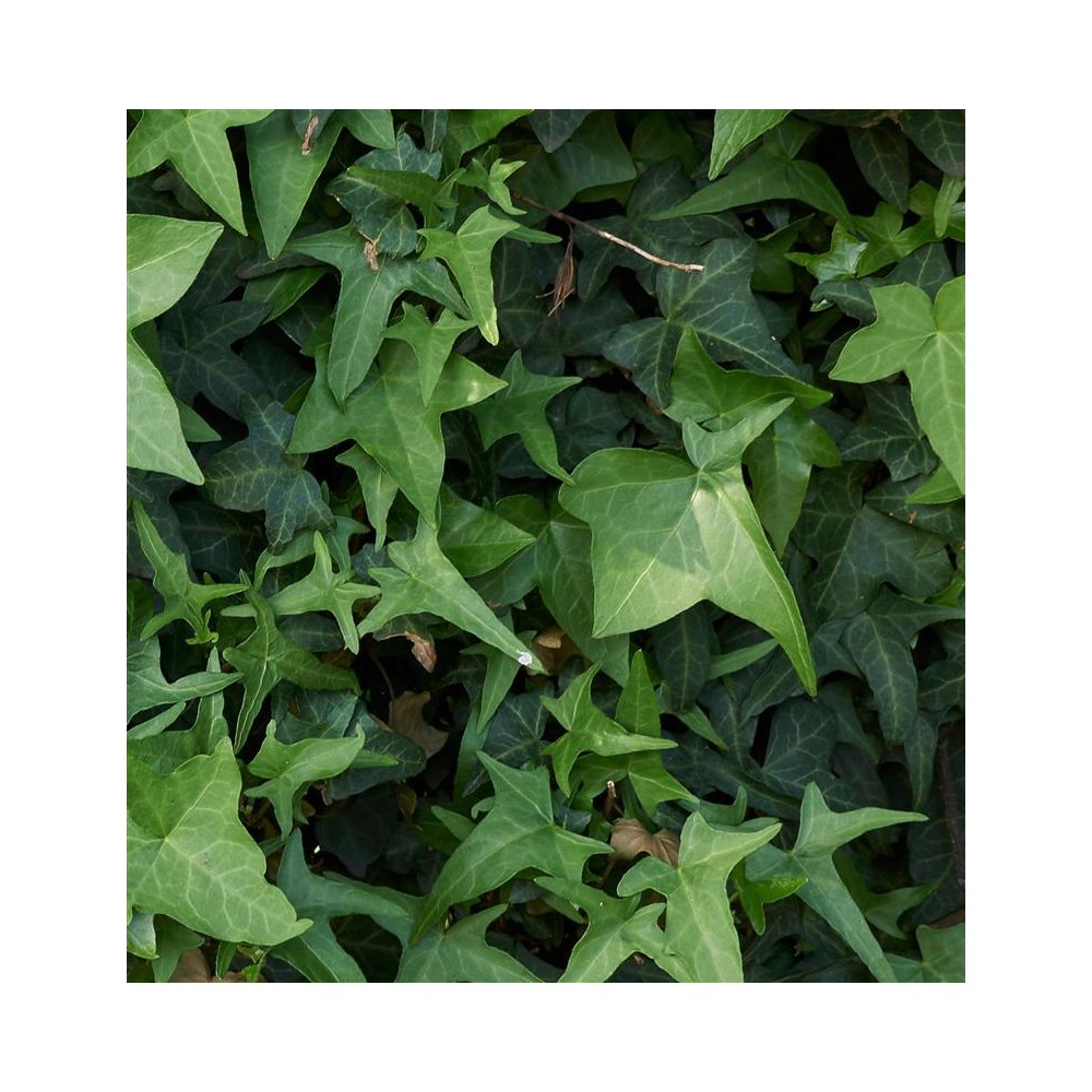 HEDERA helix Shamrock - Ppinires de Corme-Royal