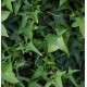 HEDERA helix Shamrock