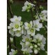 CHAENOMELES speciosa