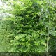 CARPINUS betulus