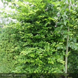 CARPINUS betulus