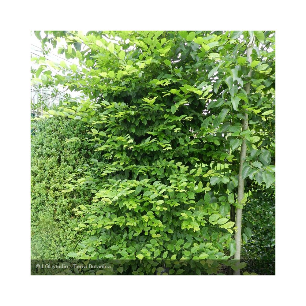 CARPINUS betulus
