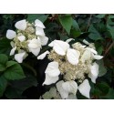 SCHIZOPHRAGMA hydrangeoides Moonlight