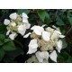 SCHIZOPHRAGMA hydrangeoides Moonlight