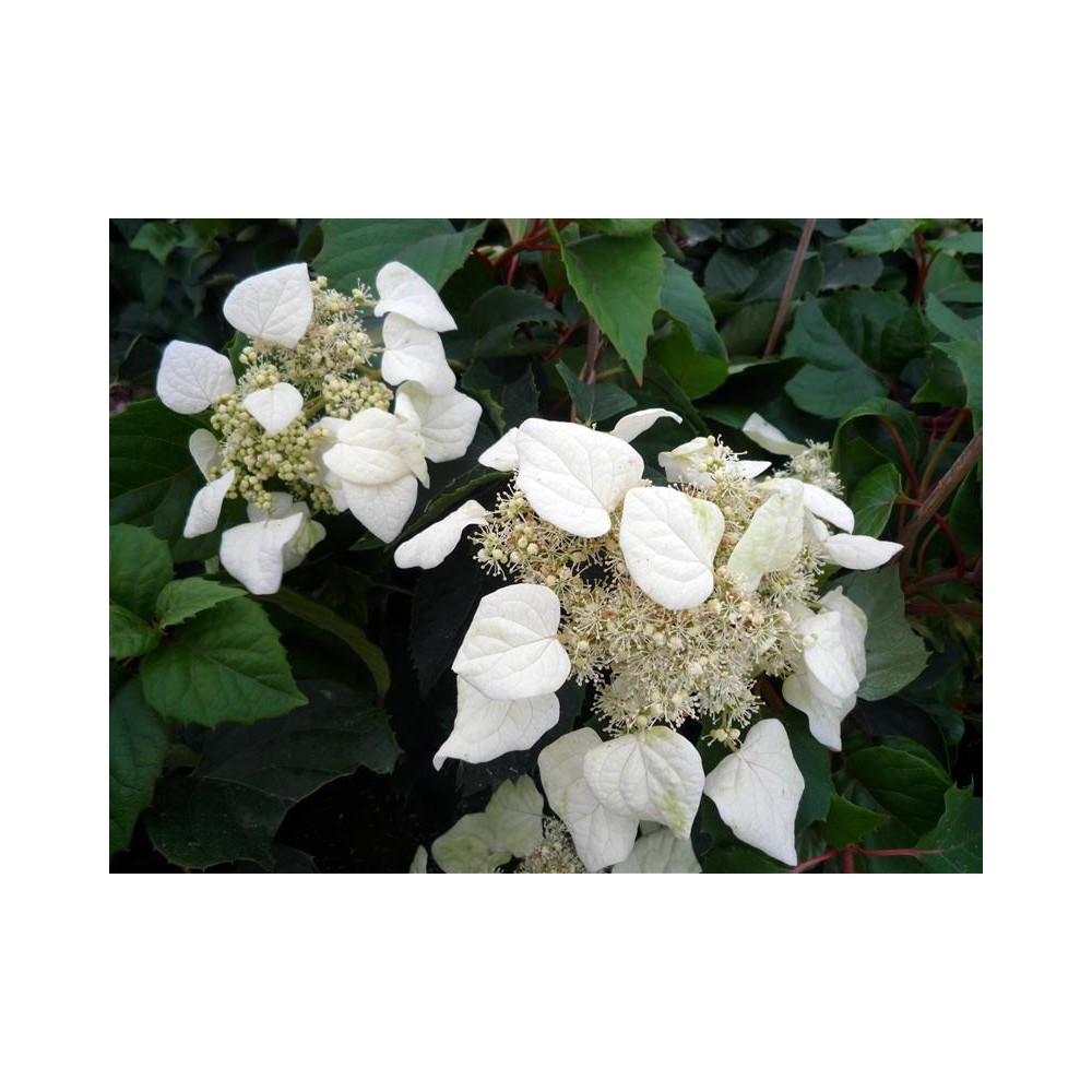 SCHIZOPHRAGMA hydrangeoides Moonlight