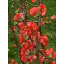 CHAENOMELES speciosa Red Kimono