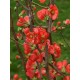 CHAENOMELES speciosa Red Kimono