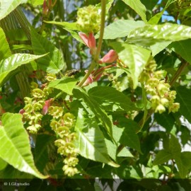 ACER davidii