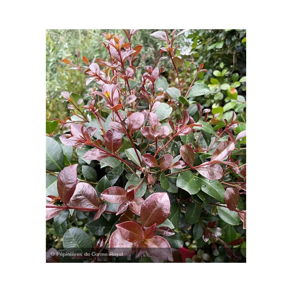 EUGENIA myrtifolia Etna Fire