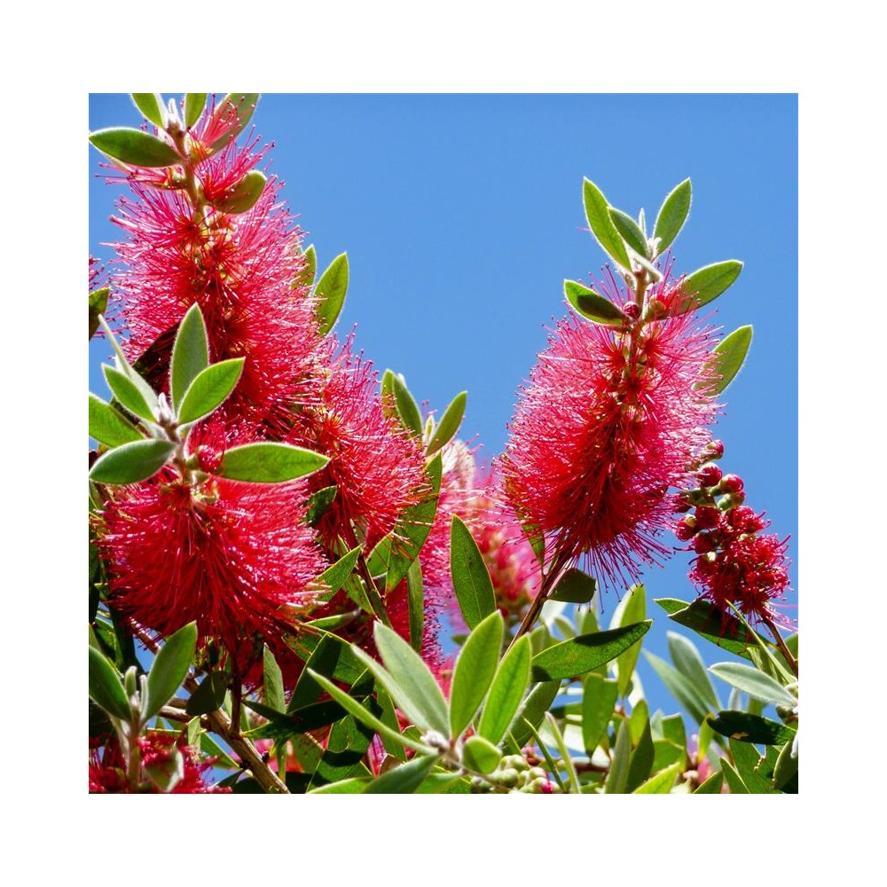Callistemon Laevis Fiche Techniquenull