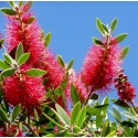 CALLISTEMON laevis