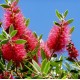 CALLISTEMON laevis