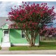 LAGERSTROEMIA indica