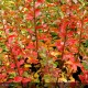 LAGERSTROEMIA indica