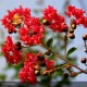 LAGERSTROEMIA indica