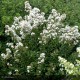 LAGERSTROEMIA indica