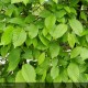 CARPINUS betulus