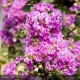 LAGERSTROEMIA indica