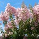 LAGERSTROEMIA indica