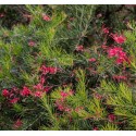 GREVILLEA juniperina