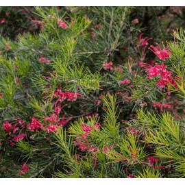 GREVILLEA juniperina