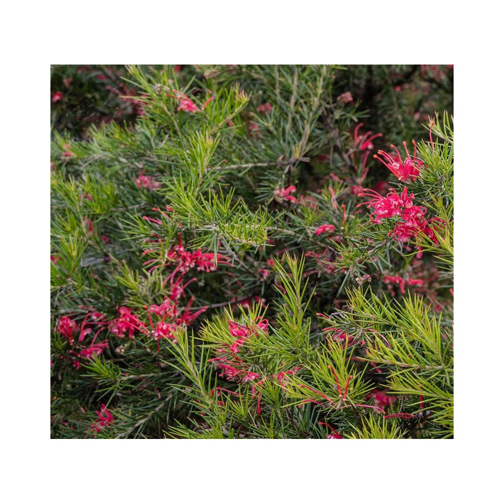GREVILLEA juniperina
