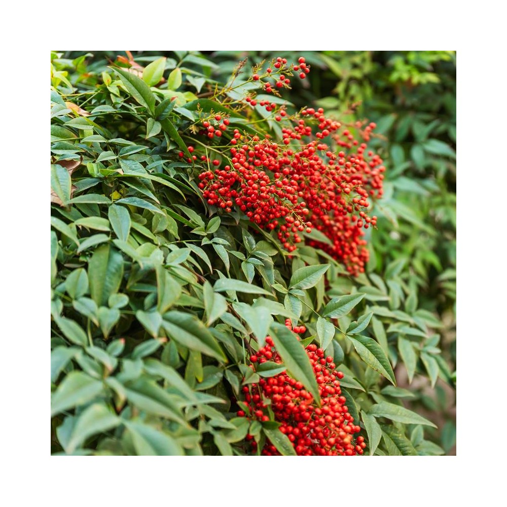 NANDINA domestica