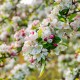 MALUS perpetu® Evereste