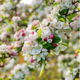 MALUS perpetu® Evereste