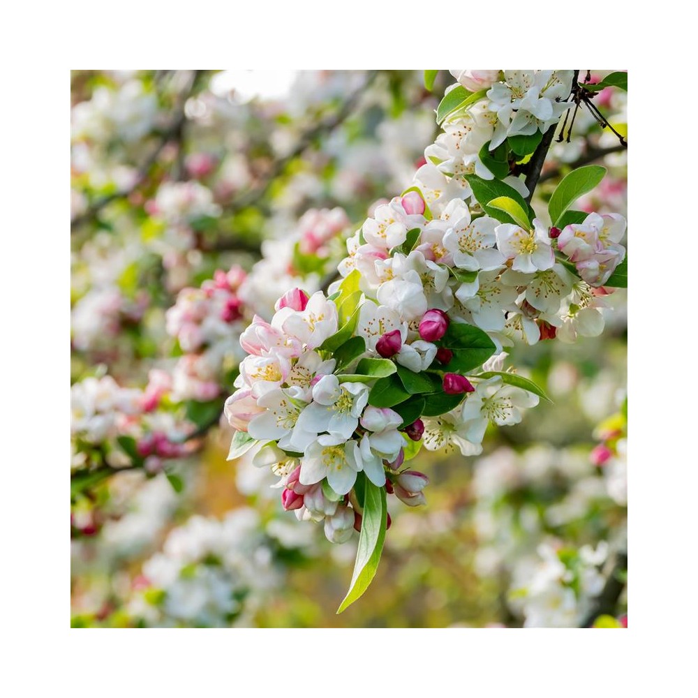 MALUS perpetu® Evereste