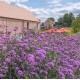 VERBENA bonariensis Lollipop
