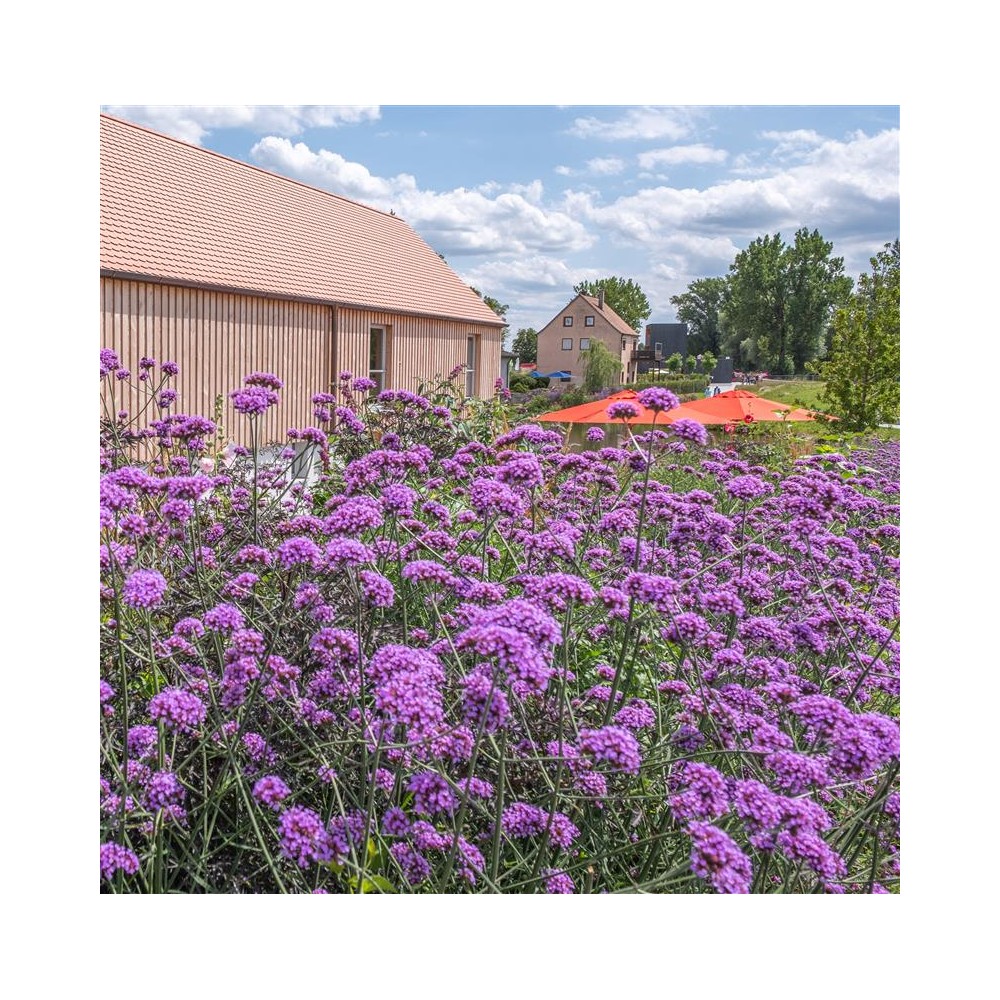 VERBENA bonariensis Lollipop