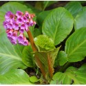 BERGENIA cordifolia