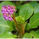 BERGENIA cordifolia