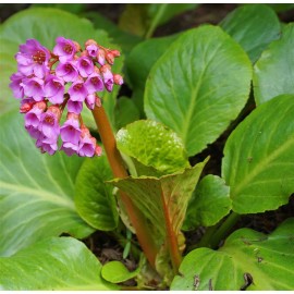 BERGENIA cordifolia