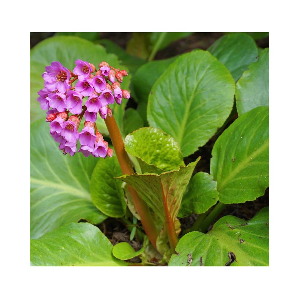 BERGENIA cordifolia