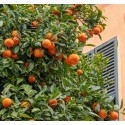 CITRUS clementina