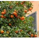CITRUS clementina
