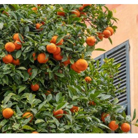CITRUS clementina