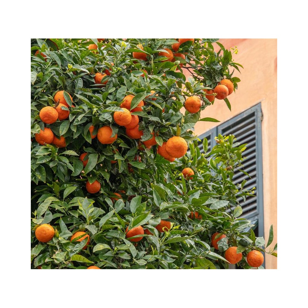 CITRUS clementina