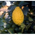 CITRUS medica